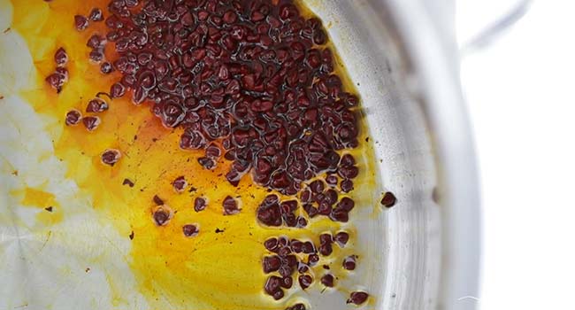 toasting annatto seeds in oil