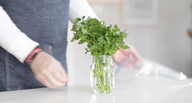 herbs in a jar of water