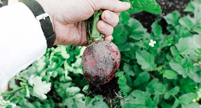 fresh radish being picked from the garden