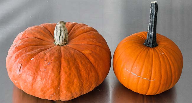 pumpkin seed ingredients