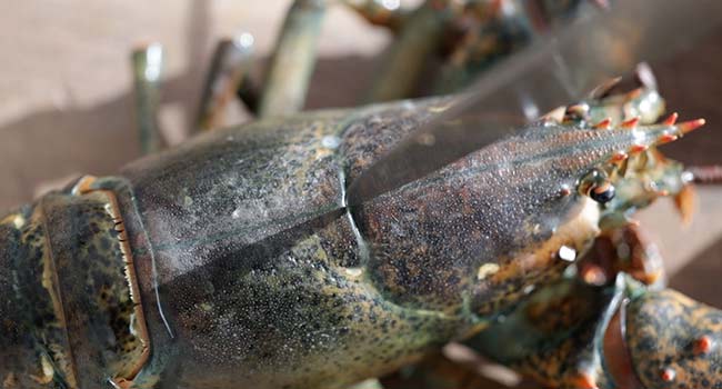 placing a chef knife on a lobster