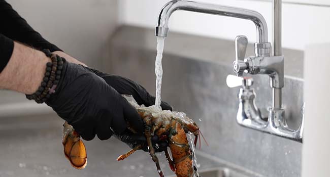 rinsing a live lobster