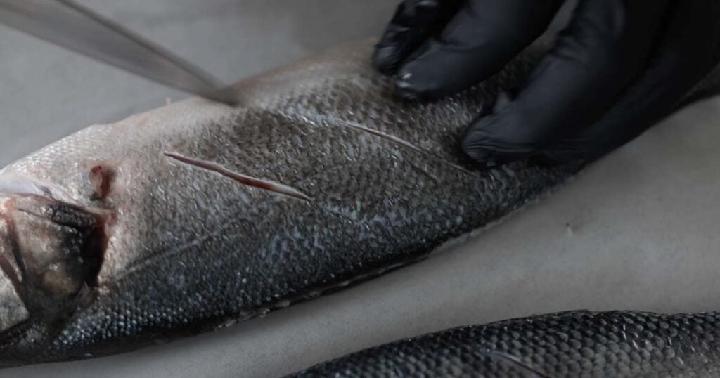 scoring fresh branzino