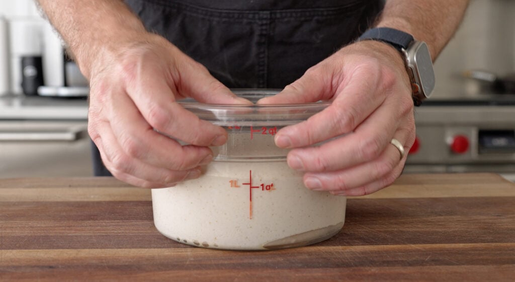 fermenting the sourdough in a covered container